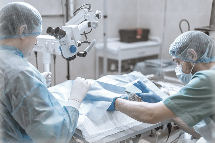 Благотворительный фонд поможи животных, помощь животным, взять кошку из приюта, взять собаку из приюта