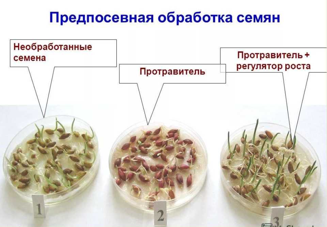 Технология подготовки семян к посеву 6 класс презентация