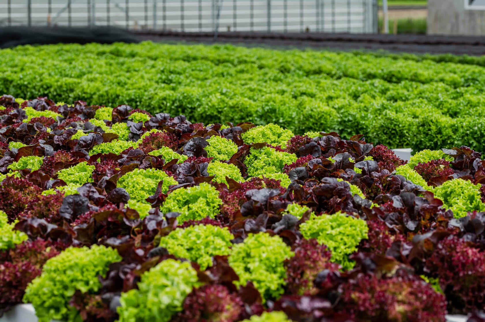 Rijen sla in een serre