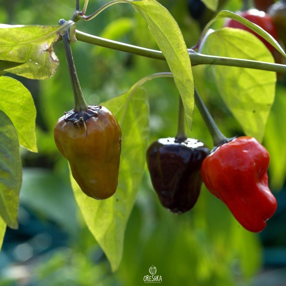 Seeds of Hot pepper Black scorpions tongue (Capsicum) — 5 pcs
