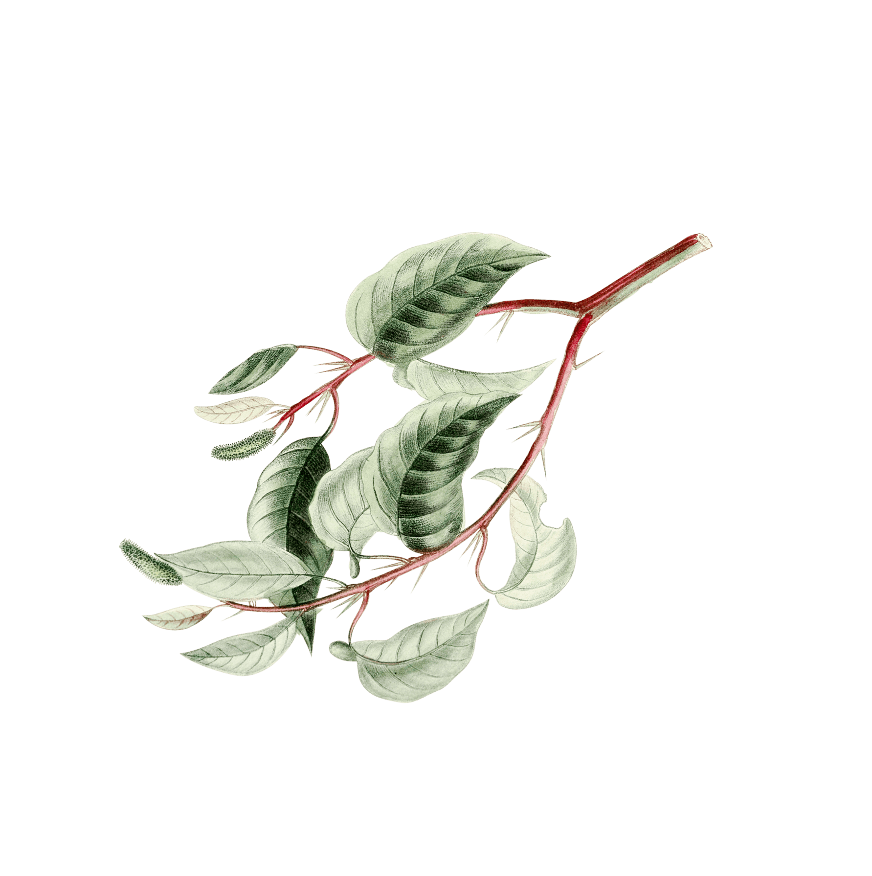 натуральная косметика, магазин профессиональной косметики, крем для ног, крем для ног с мочевиной, крем для ног купить, масло для ногтей, масло монарды для ногтей, масло для ногтей купить, косметика для ногтей, дезодорант для ног