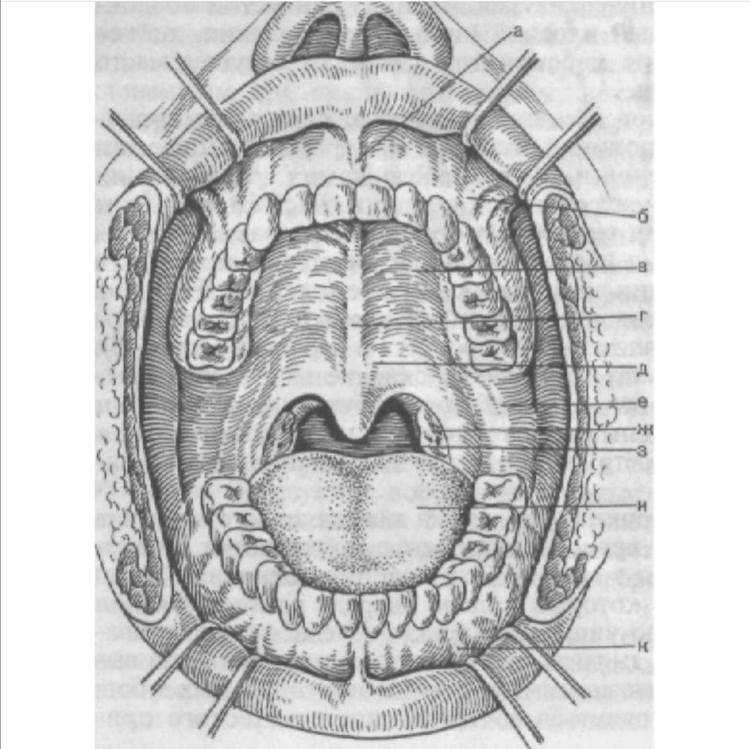 Открытая полость рта. Крылочелюстная складка строение. Небные складки на верхней челюсти. Анатомия твердого неба верхней челюсти. Крылочелюстная складка нижней челюсти.