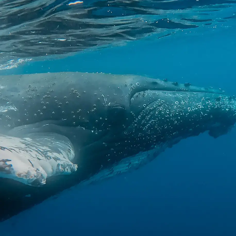 Humpback whale swimming beneath the surface in Antarctica during a wildlife expedition, offering a rare underwater encounter on an Antarctica sailing expedition.