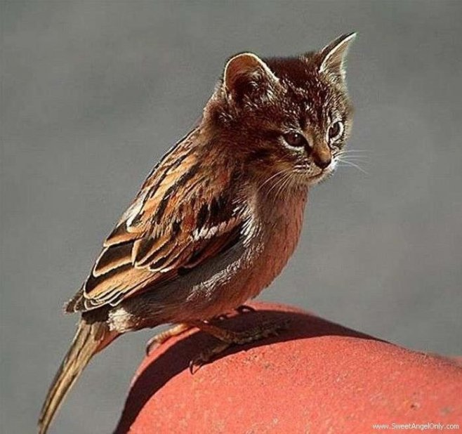 Диверсификация ниши Wildberries