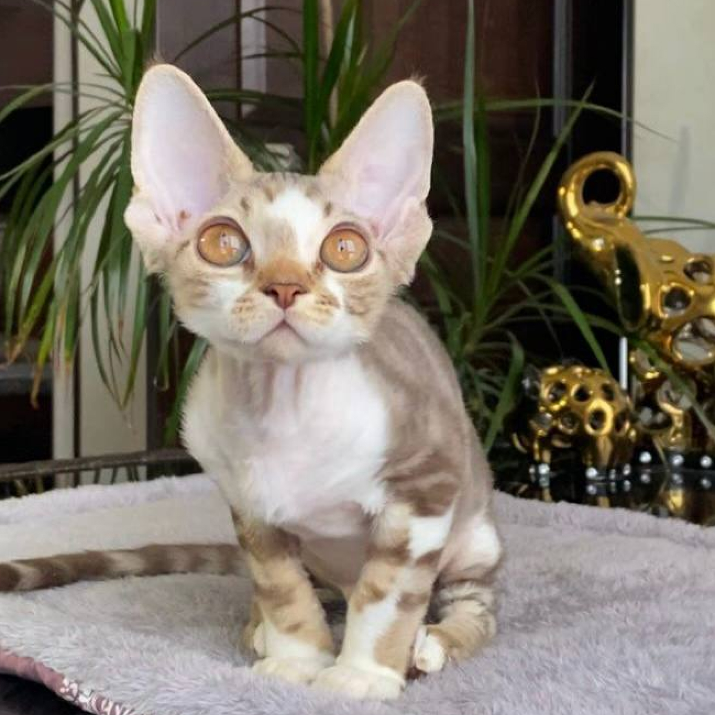 Devon-Rex