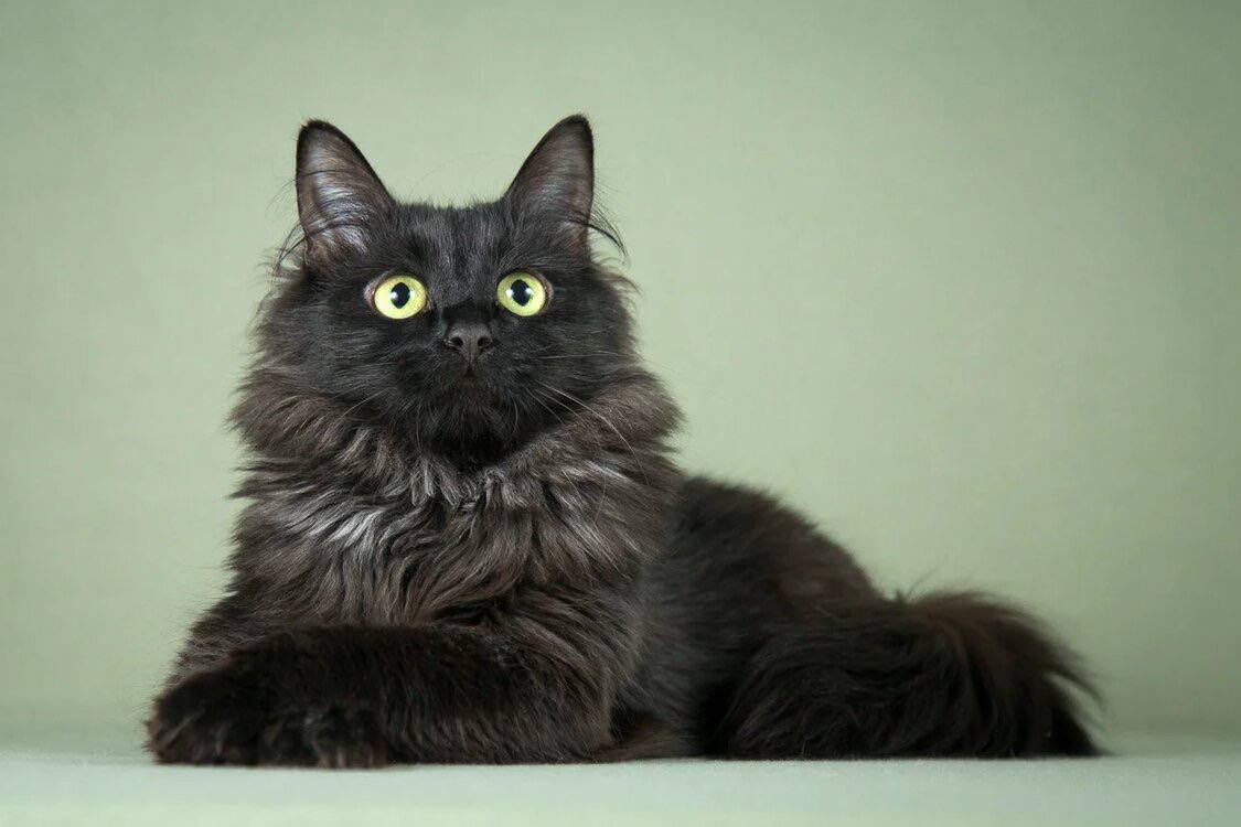 Кошка Фина ищет дом