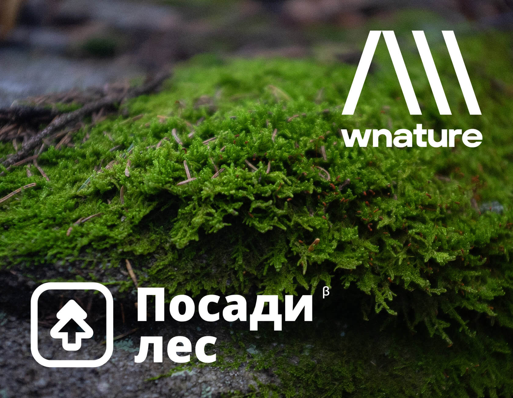 Посадить лес wnature просто! Сажаем дерево с каждой покупки