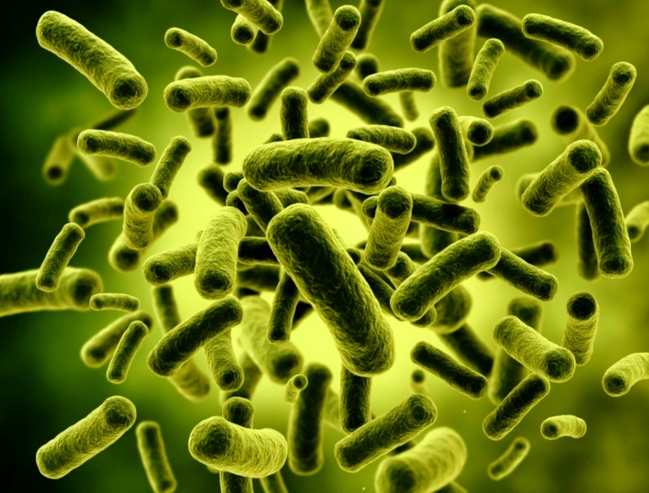 Польза при внесении лактобактерии в почву 