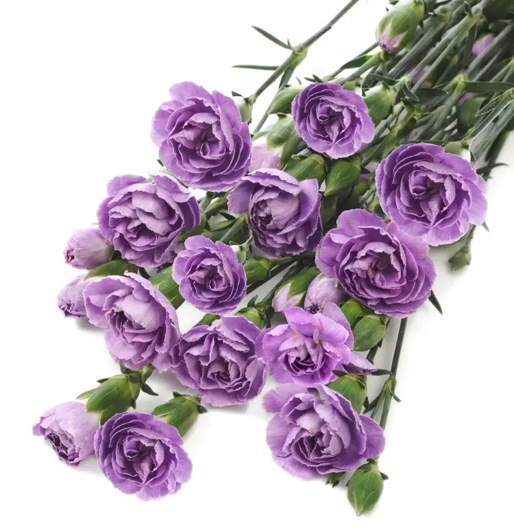 Гвоздика Moonpearl