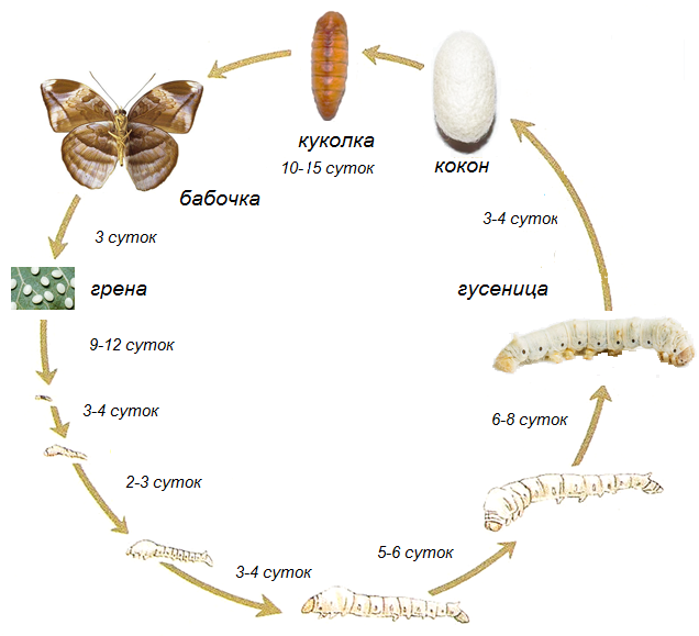 Фото цикла развития тутового шелкопряда