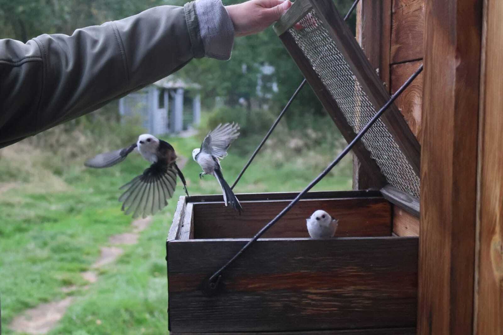 Станция кольцевания птиц «Байкальская»