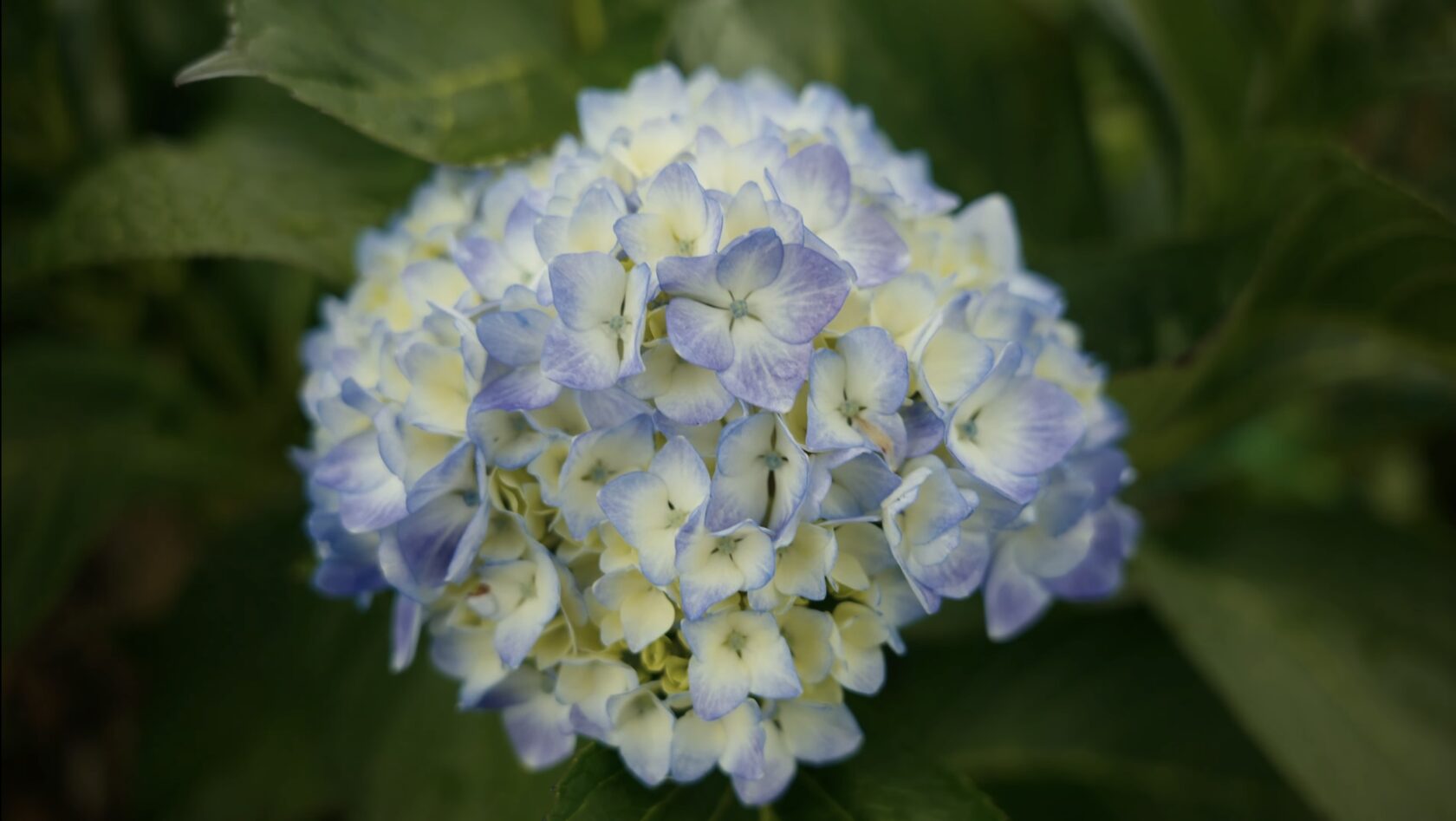 В планах Latin Flowers — увеличить посадки и выйти на другие рынки, где они еще не представлены. 