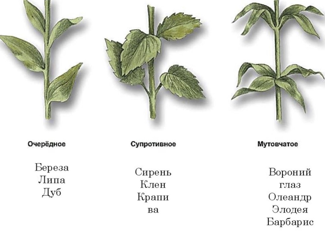 Особенностях расположения листьев на растении. Очередное супротивное мутовчатое листорасположение. Супротивное расположение листа. Супротивное очередное мутовчатое расположение. Расположение листьев очередное супротивное мутовчатое.