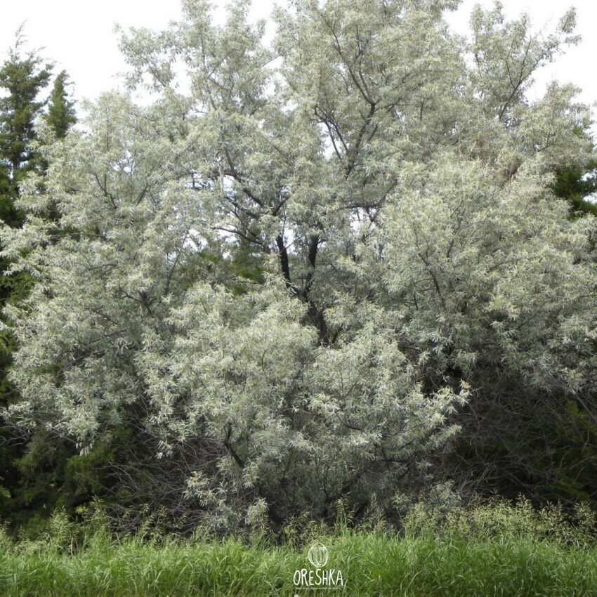 Seeds of Oleaster (Elaeagnus angustifolia)