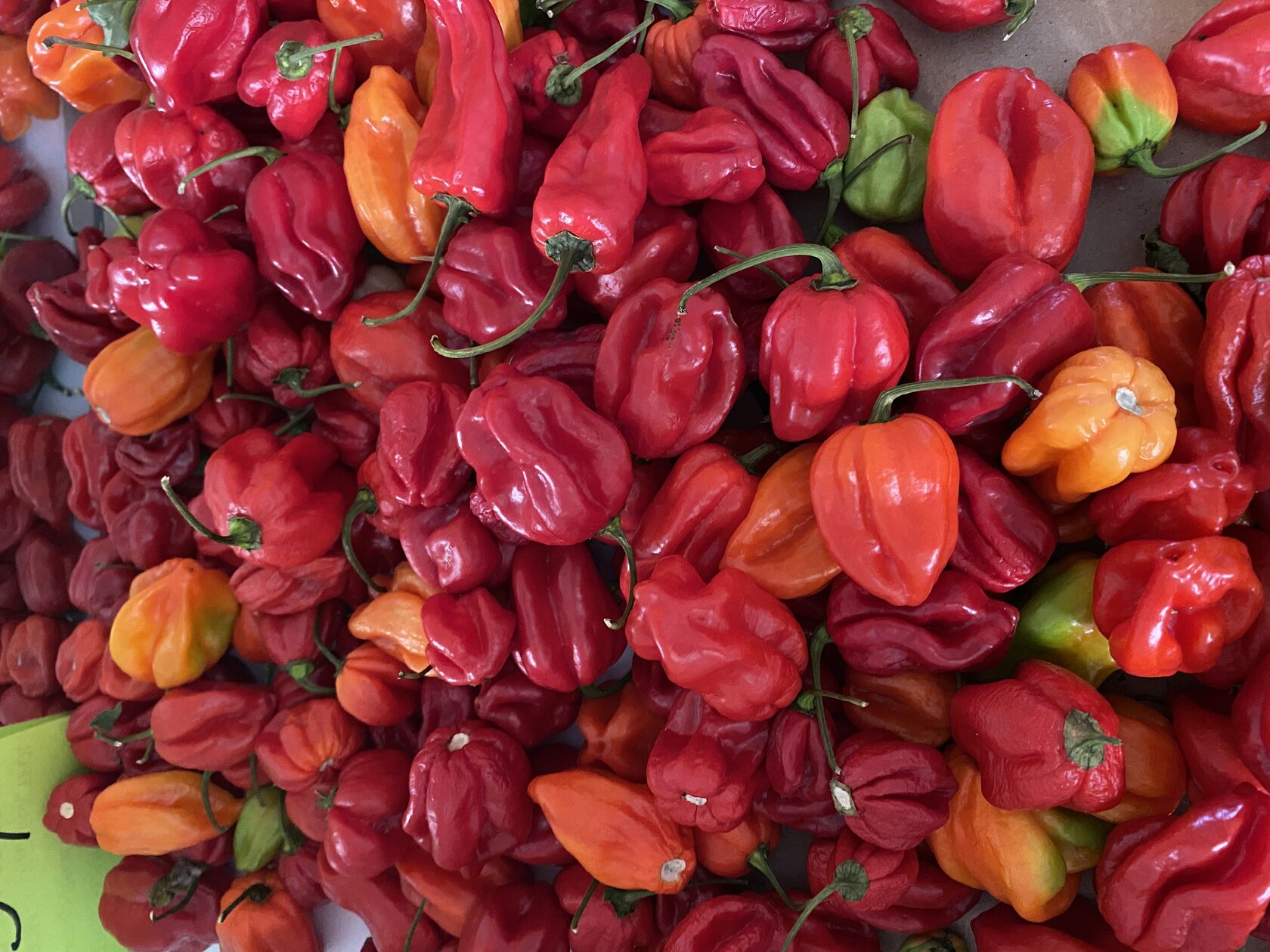 Шоколадный хабанеро изображения. Хабанеро хабанада. Хабанеро чили. Habanero lime. Habanero lime.