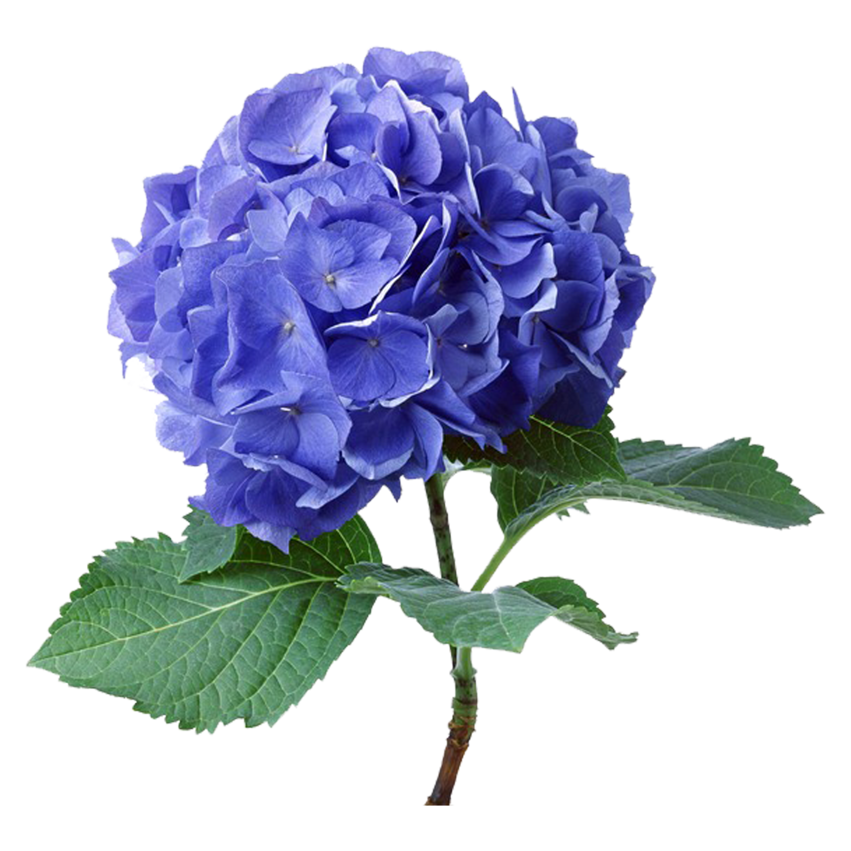 Студия массажа в Пушкине. Массаж, спа, детский массаж, ногтевой сервис. Запишитесь на прием