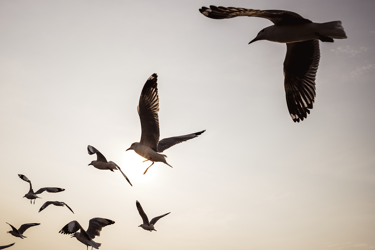 Like flying. Птица в полете. Настоящий детектив птицы в небе. Фотообои летящие птицы.