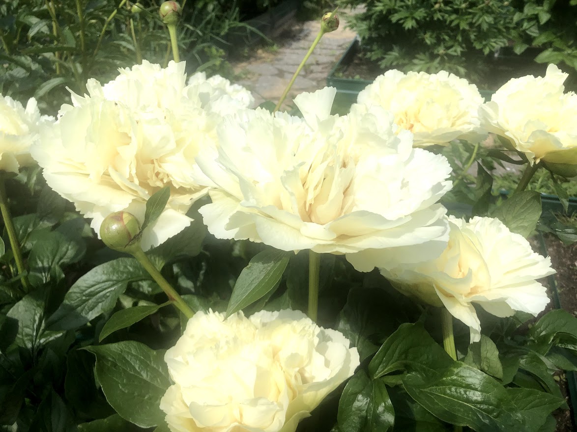 B96 Peony Vanilla