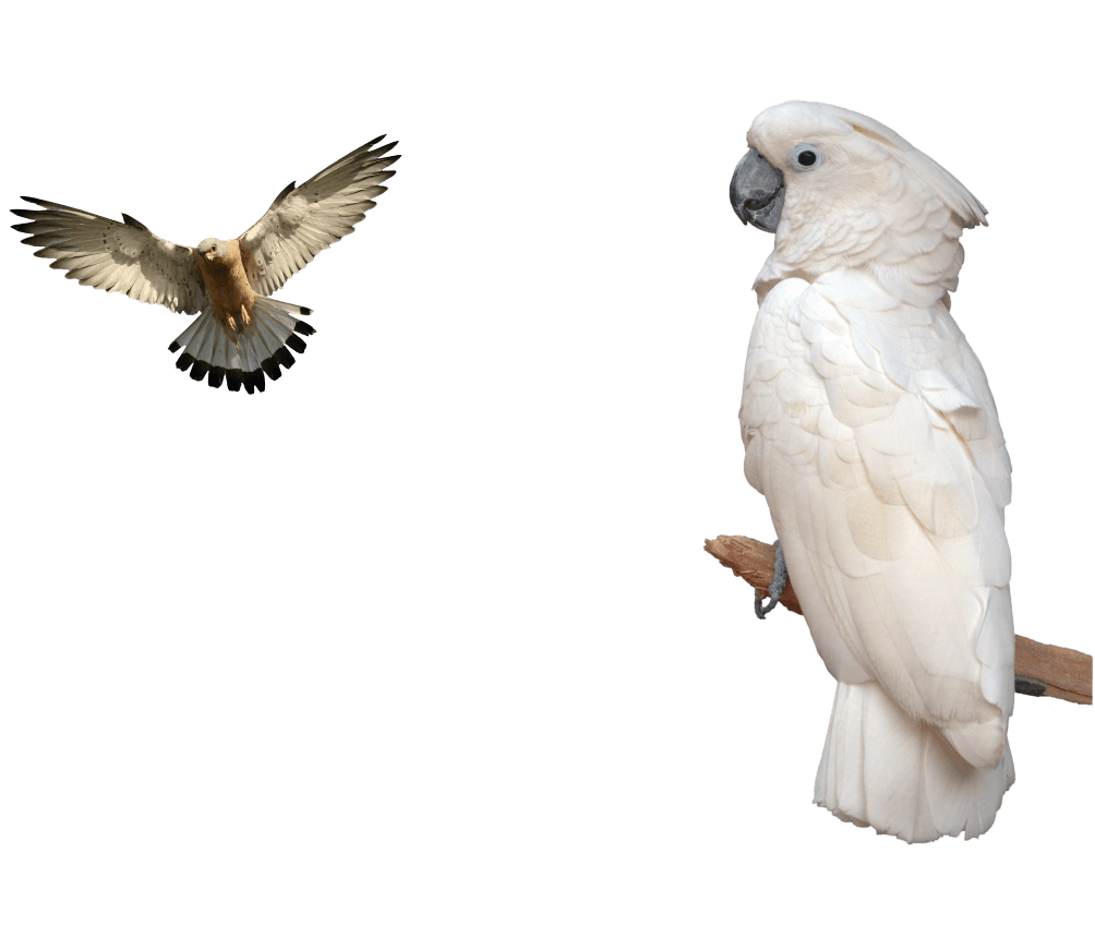 вылечить попугая птицу ставрополь