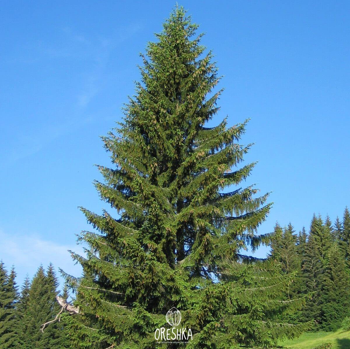 Seeds of Norway (European) spruce (Picea abies) — 50 pcs