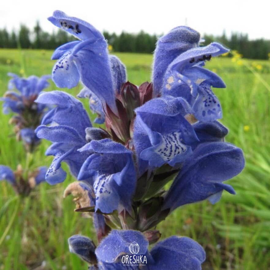 Seeds of Dracocephalum ruyschiana (Dracocephalum ruyschiana) — 10 pcs