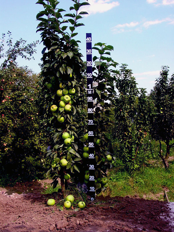 Колоновидные яблони фото взрослых деревьев с названием