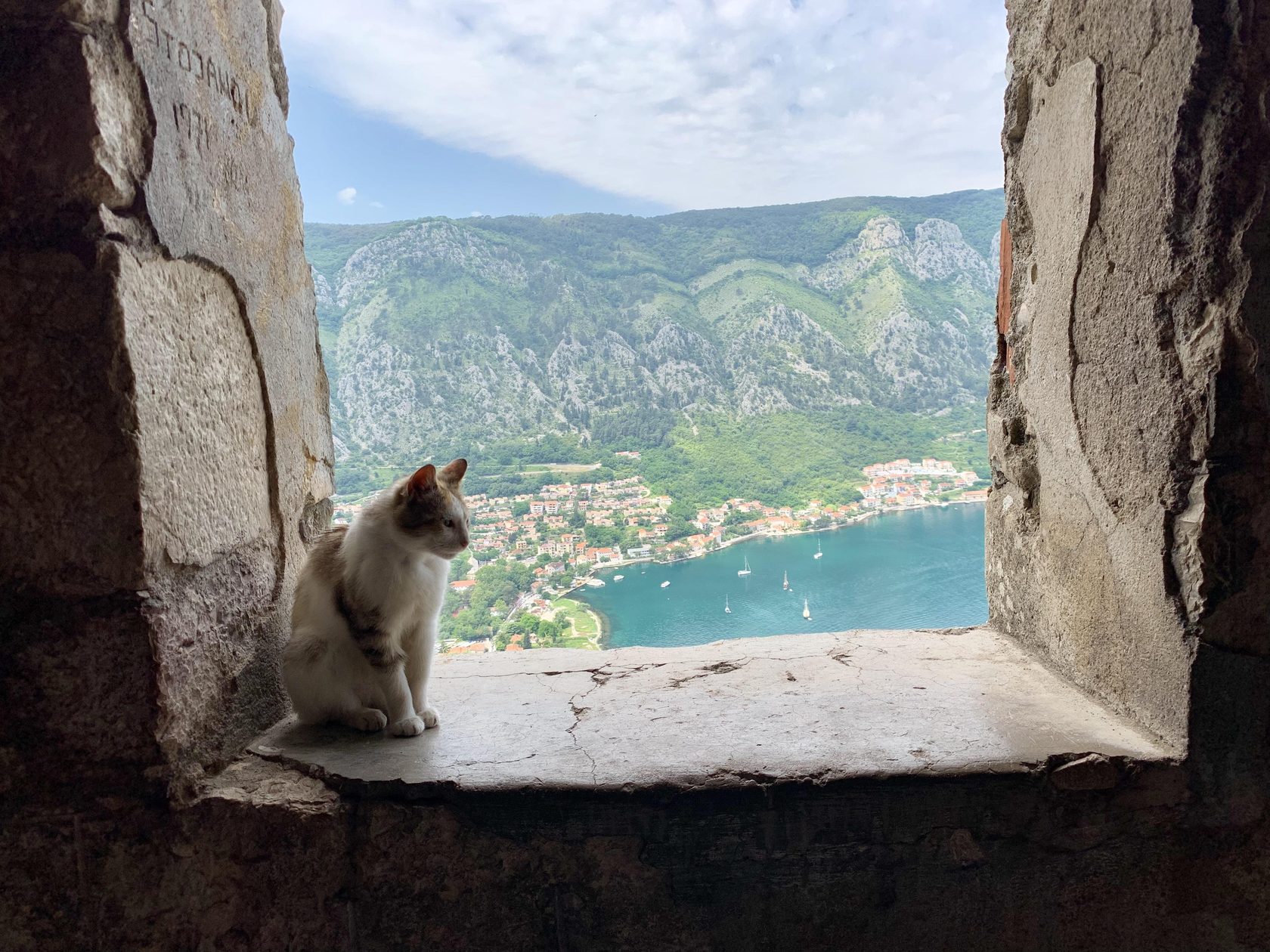 Cats of Kotor