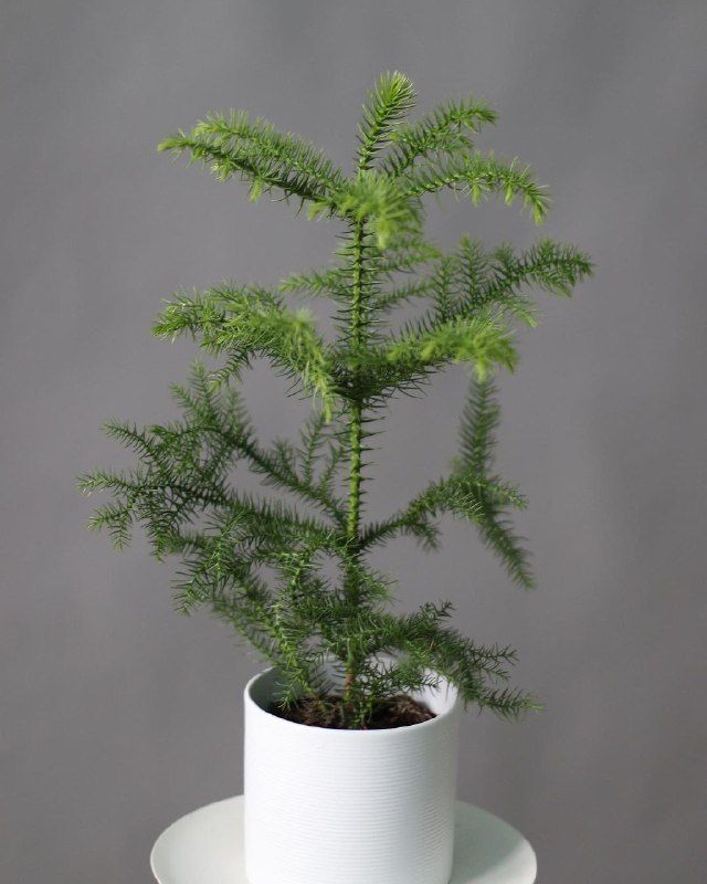 Green indoor plant in pot