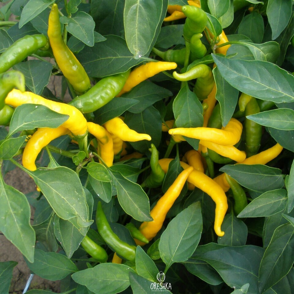 Seeds of Hot pepper Tsitsak yellow - 100 pcs