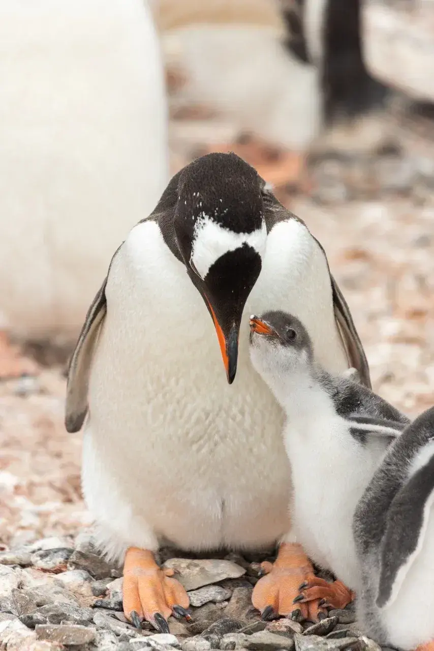 Adult Gentoo penguin interacting with its chick in a breeding colony on the Antarctic Peninsula. The close bond between parent and young highlights the nurturing behavior of Gentoo penguins during the Antarctic breeding season.