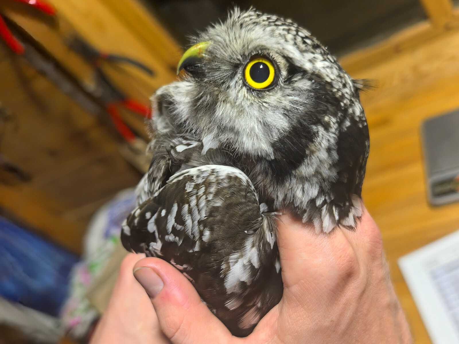 Ястребиная сова в Байкальском заповеднике