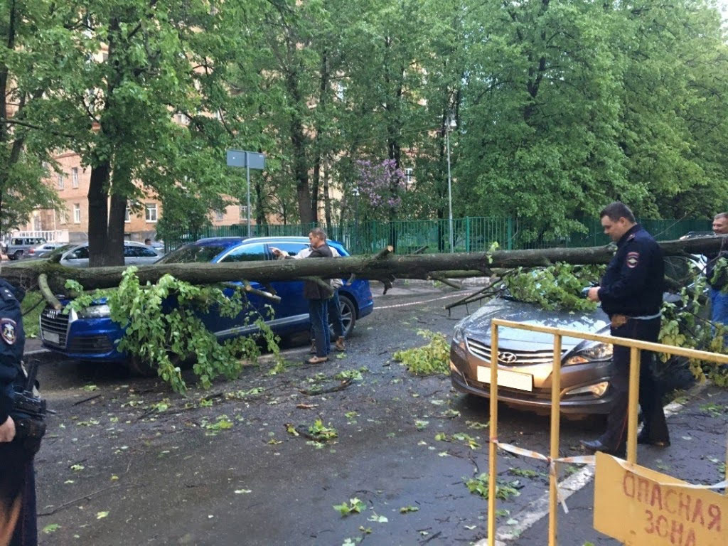 Экспертиза упавшего на автомобиль дерева