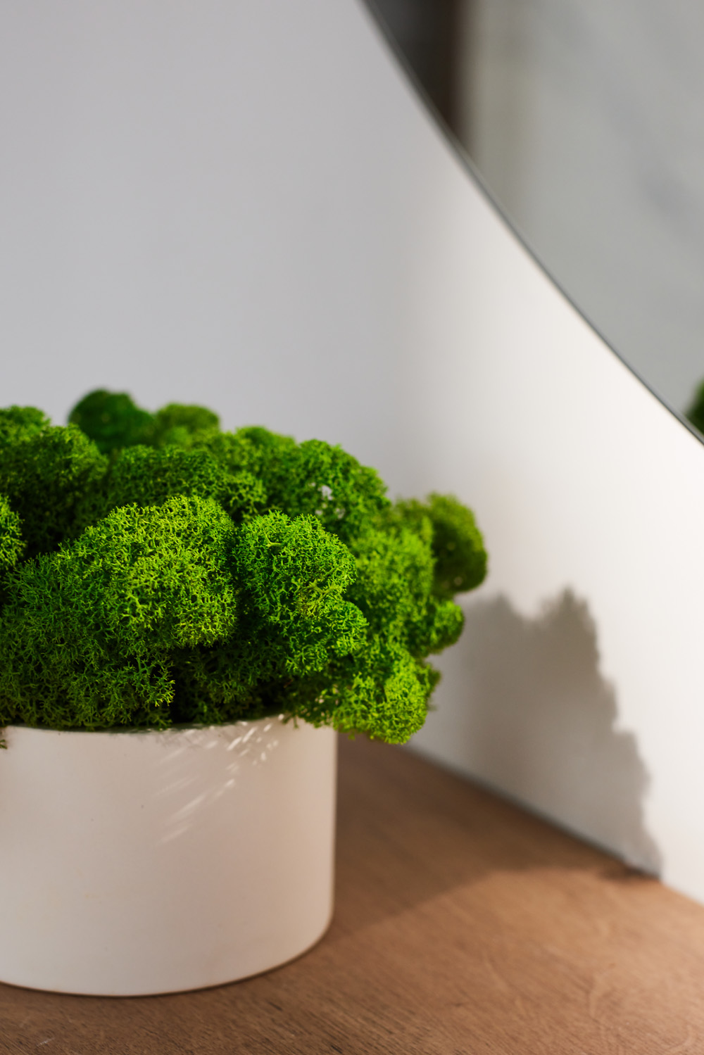 Reindeer moss