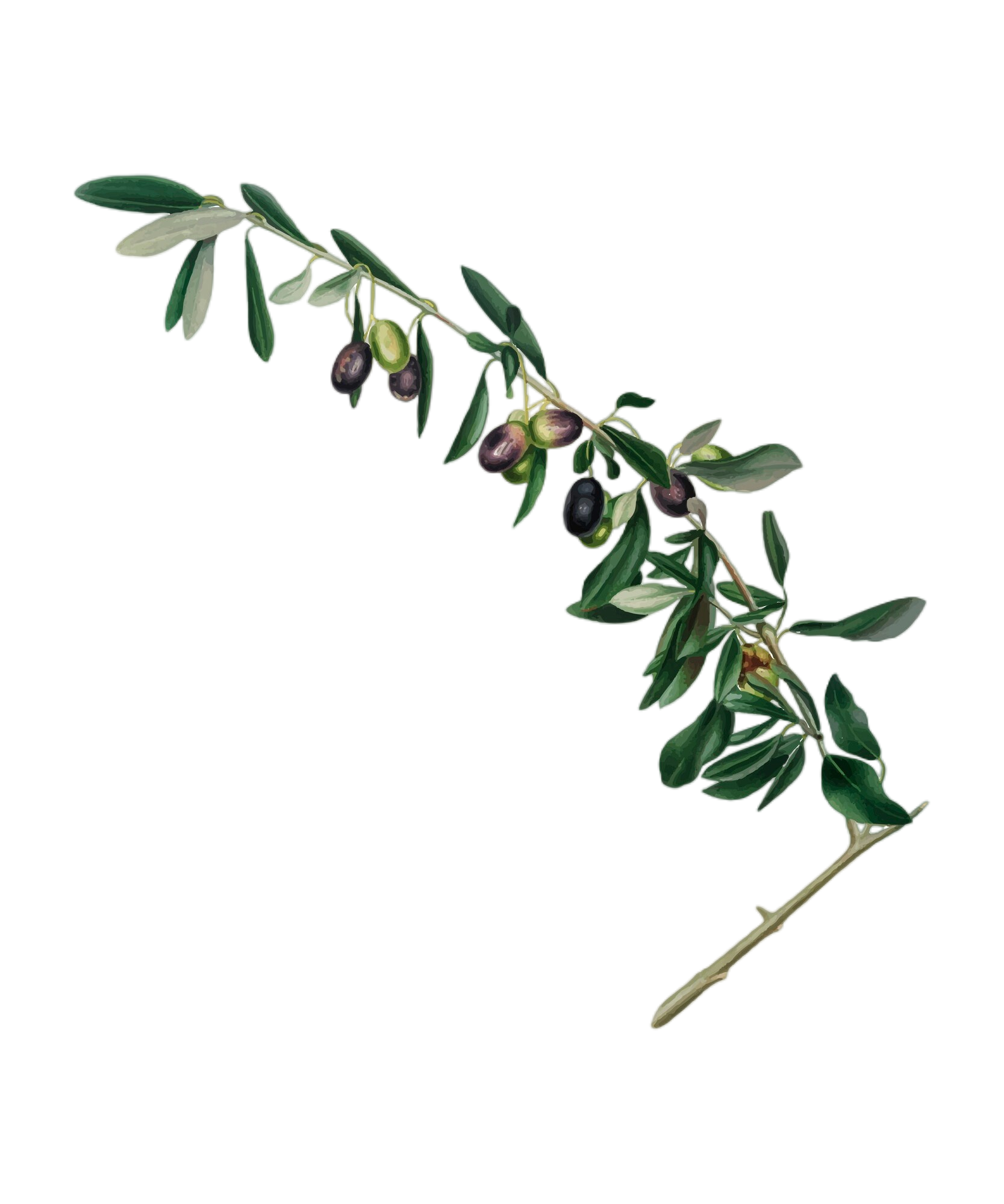 Олива, полезные действия трав на здоровье человека