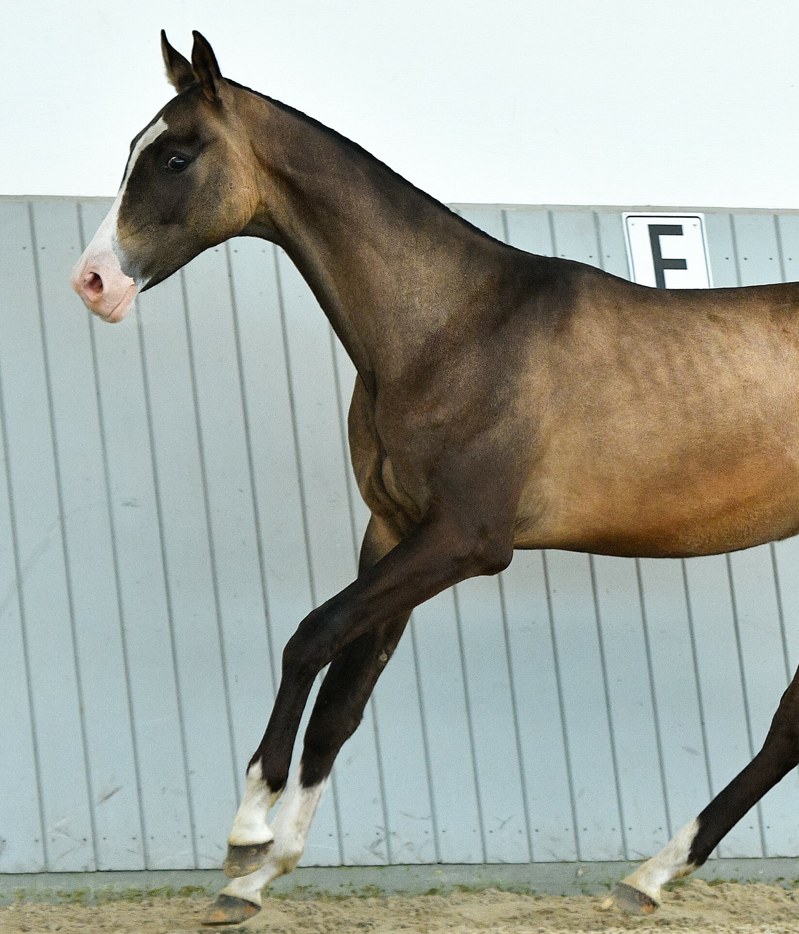 Akhal Teke', biscotti ricompensa per cavalli