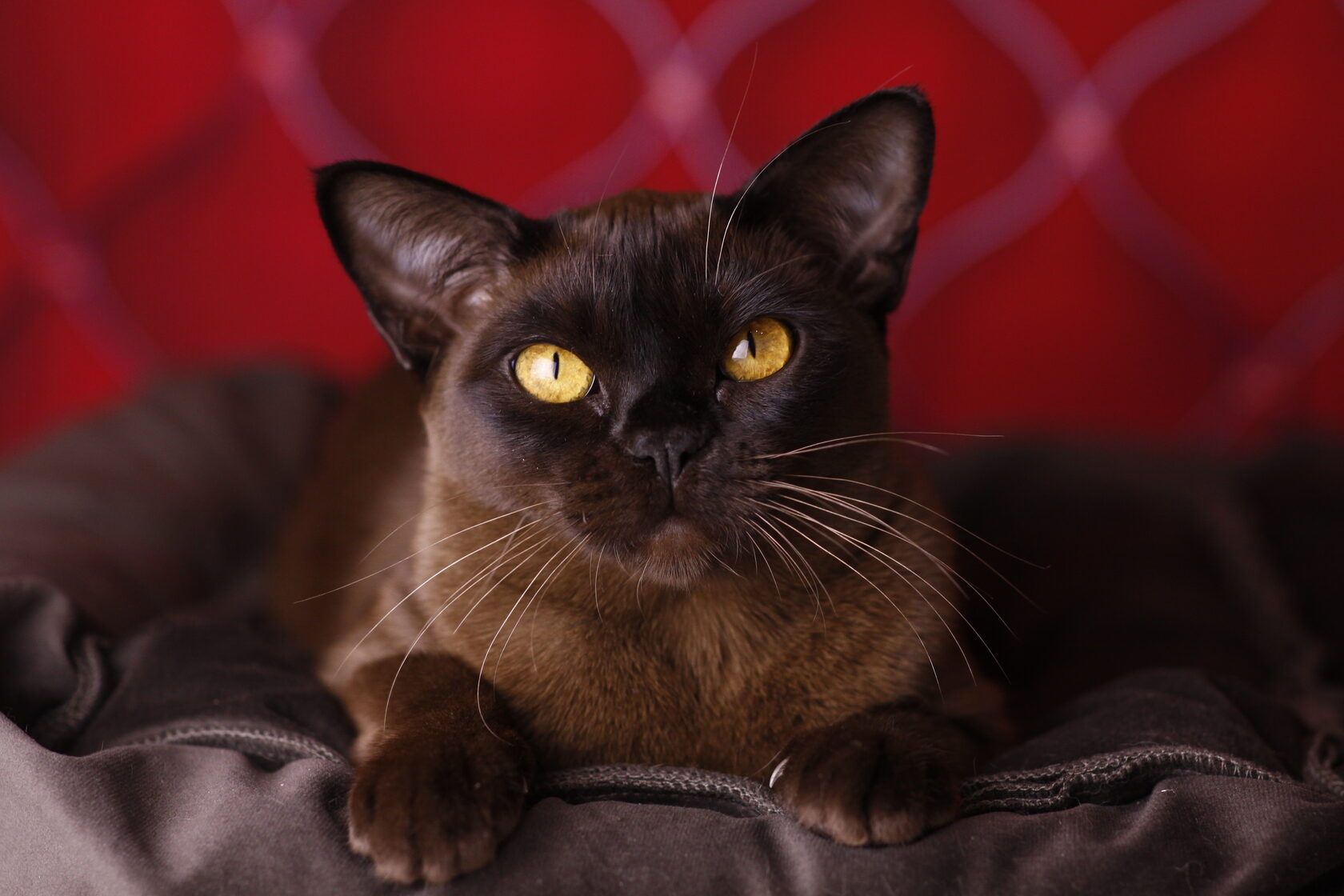 Бурманская кошка характер