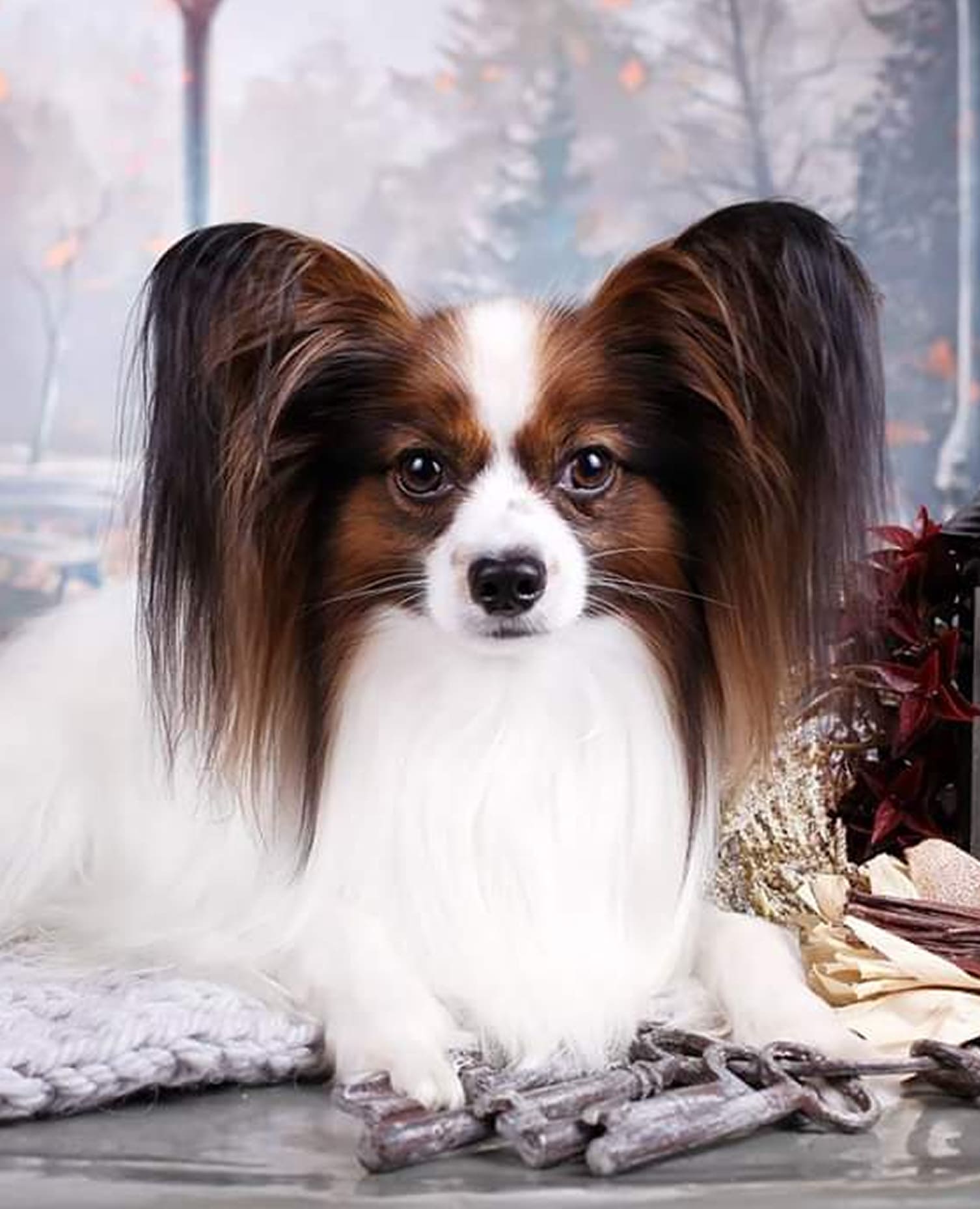 папийон Monarch Person