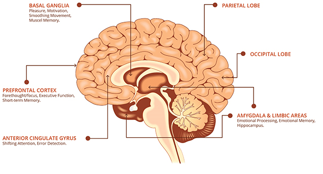 Глубинные структуры мозга
