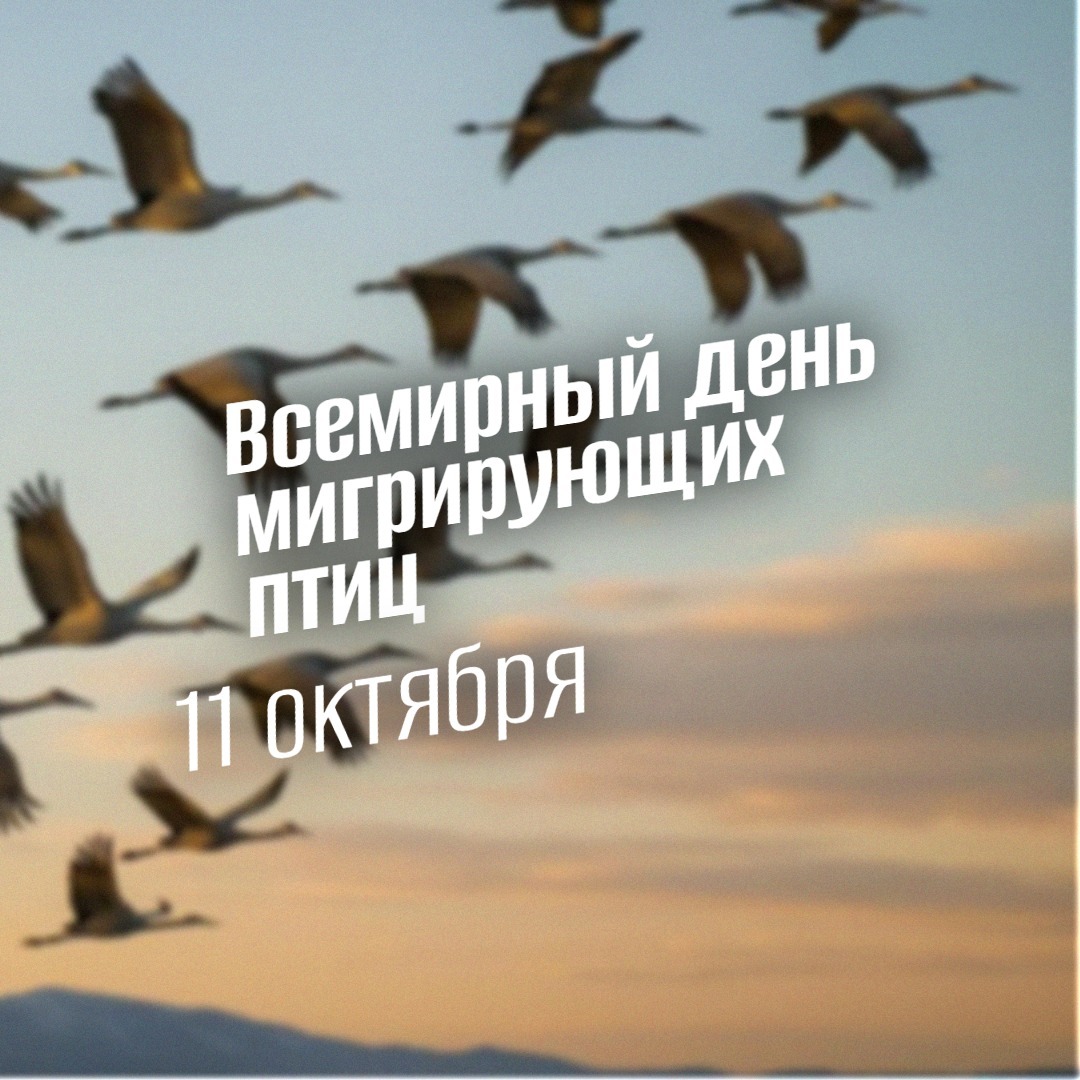 Всемирный день мигрирующих птиц 11 октября 2025 geek hostel prazdniki