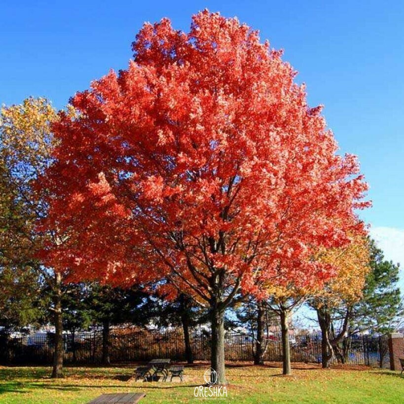 Red oak bark smooth grey young trunk specimen tree