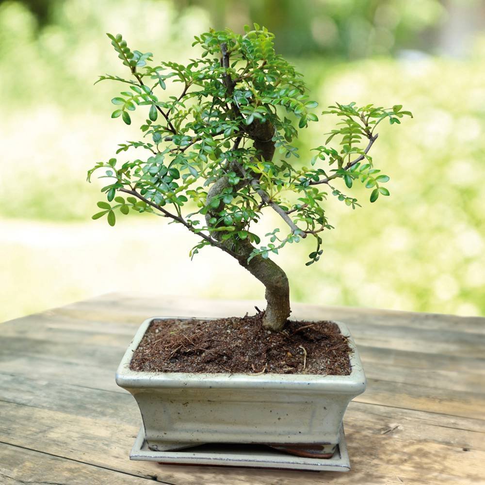 Zanthoxylum rhetsa (Зантоксилум Ретса) 2шт Сбор 25г