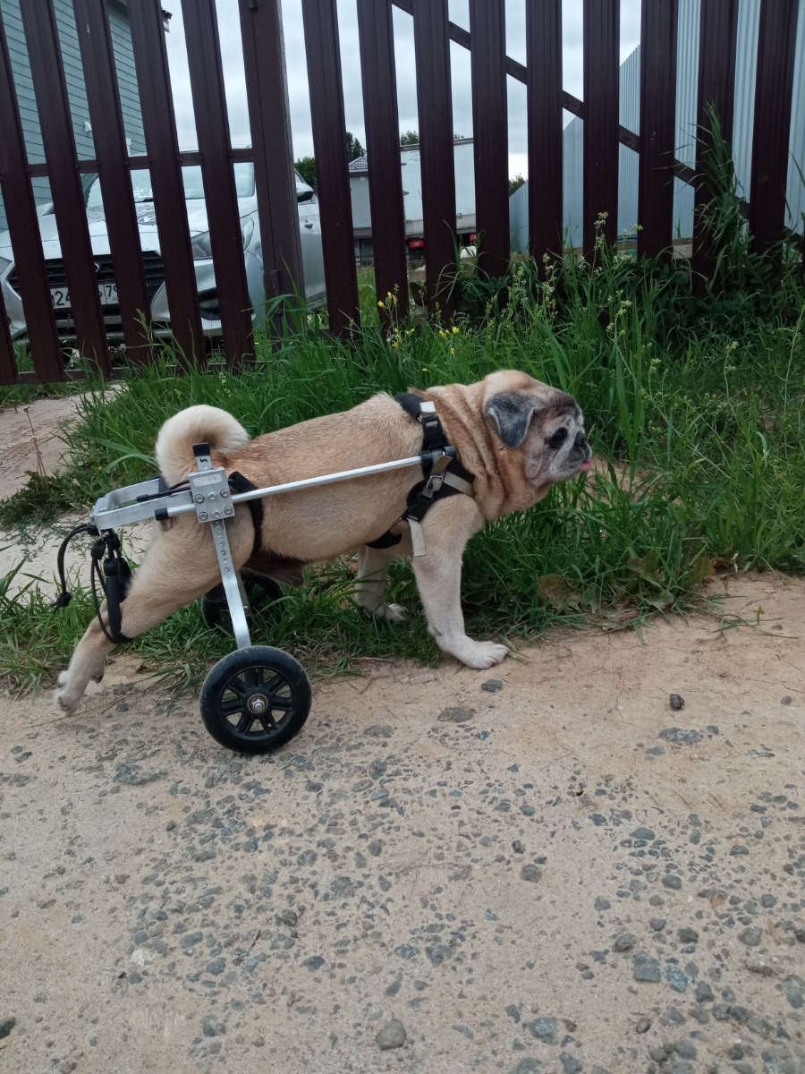Mops