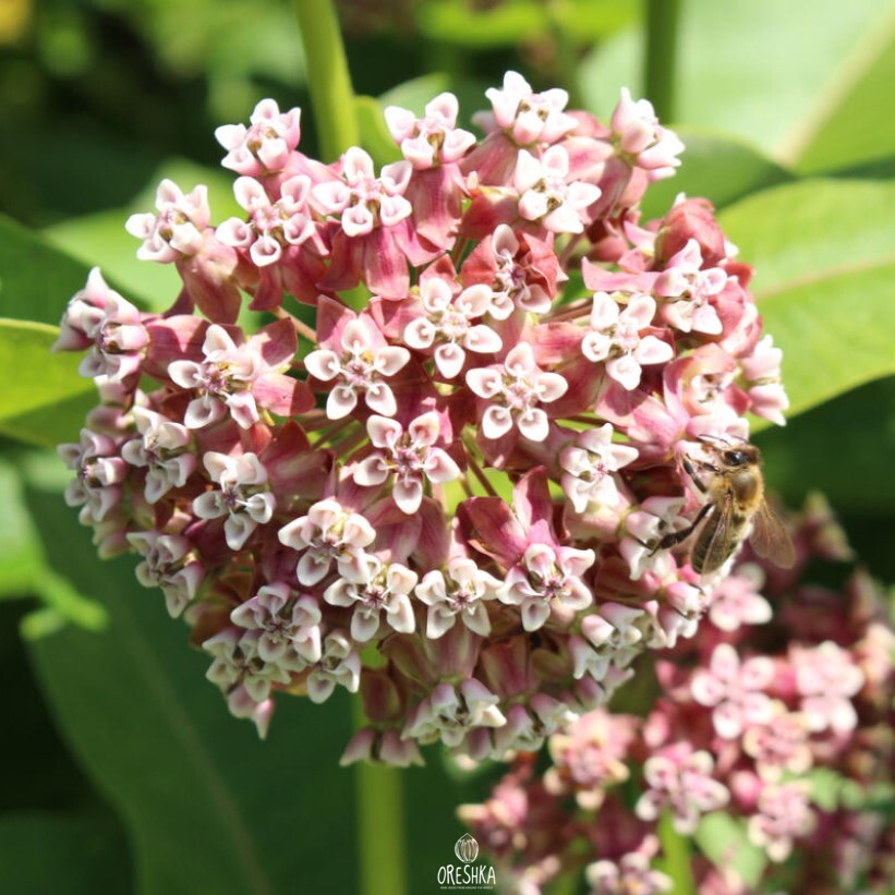 Seeds of common milkweed (Asclepias syriaca) — 30 pcs
