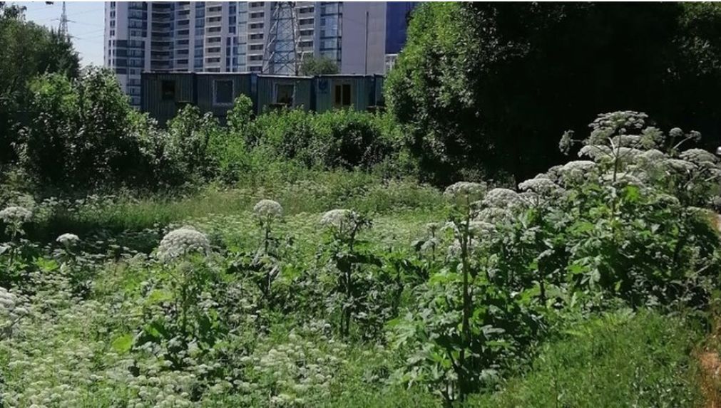 Власти Санкт‑Петербурга вводят цифровую поддержку в борьбе с борщевиком