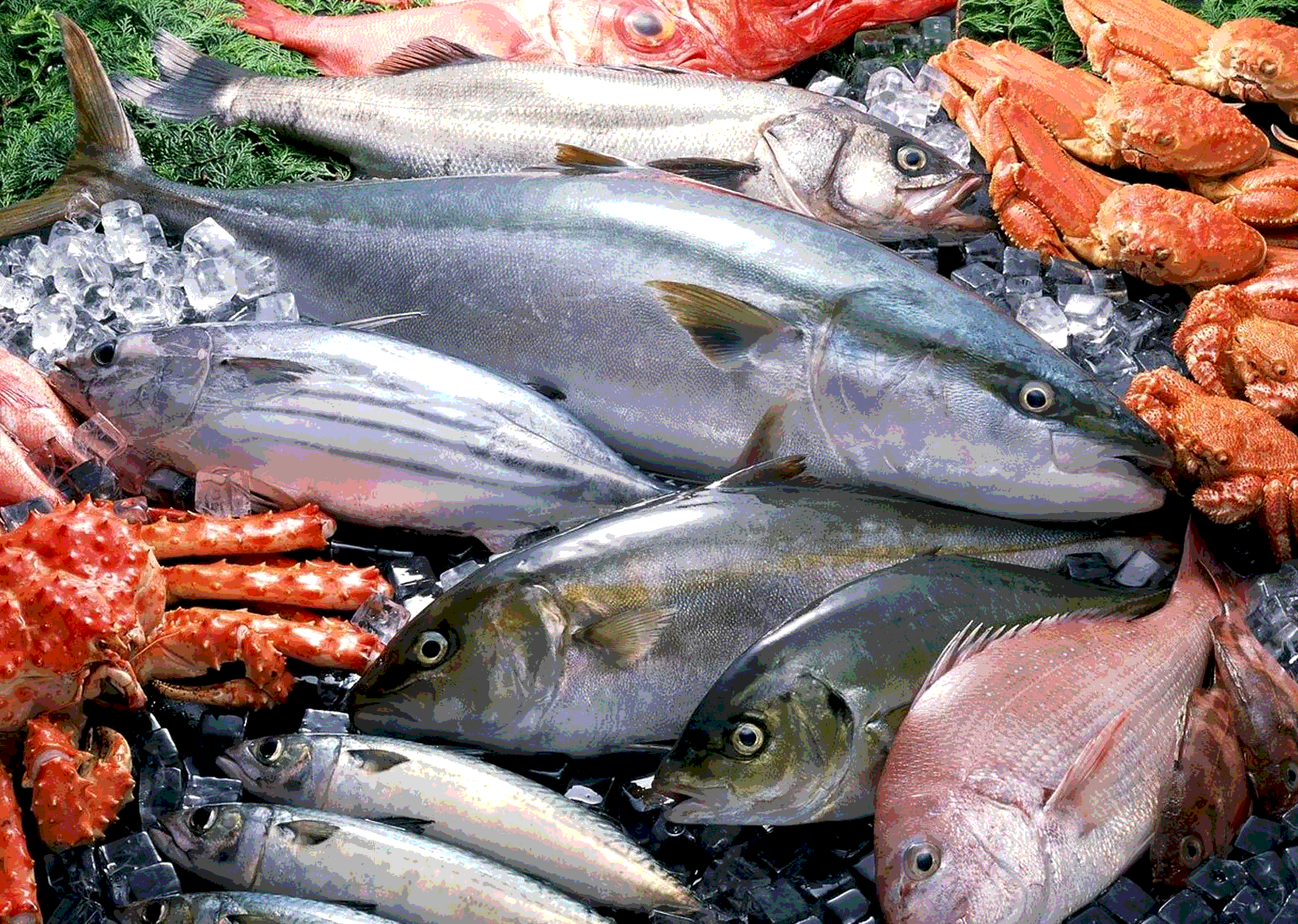 Рыба съедобная. Длиннопёрый тунец. Самая полезная рыба. Самая полезная рыба. Полезные сорта рыб.