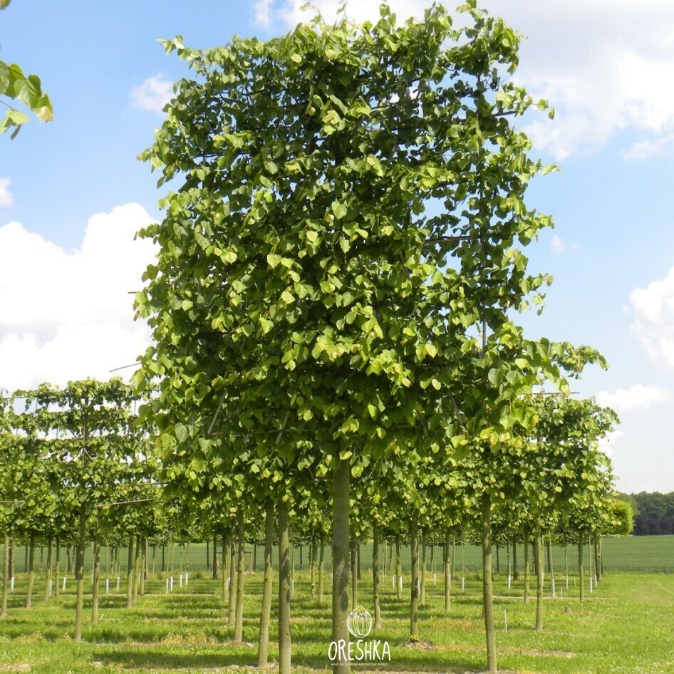 Seeds of Common Lime ( Linden) (Tilia europaea Pallida) — 20 pcs