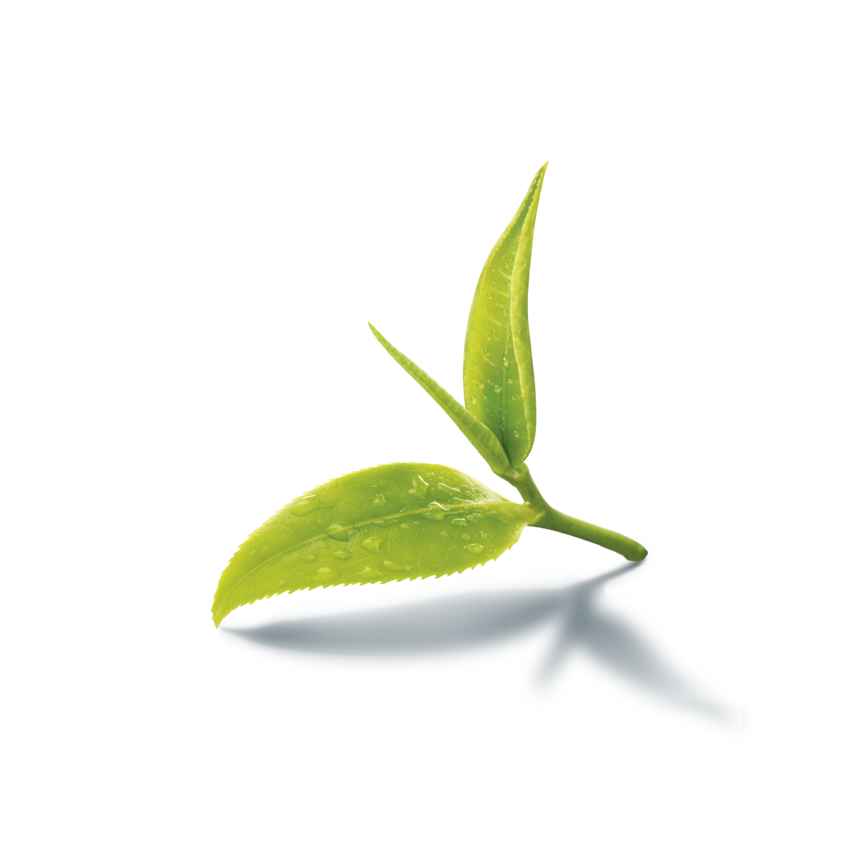 заказать чай Москва