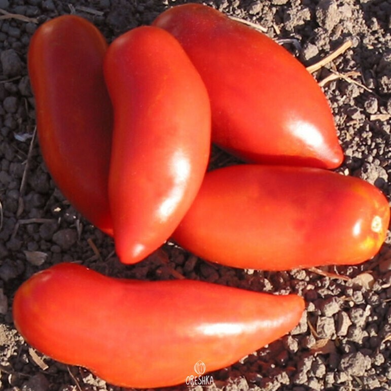 Seeds of Tomato Pepper Giant (solanum lycopersicum) — 10 pcs