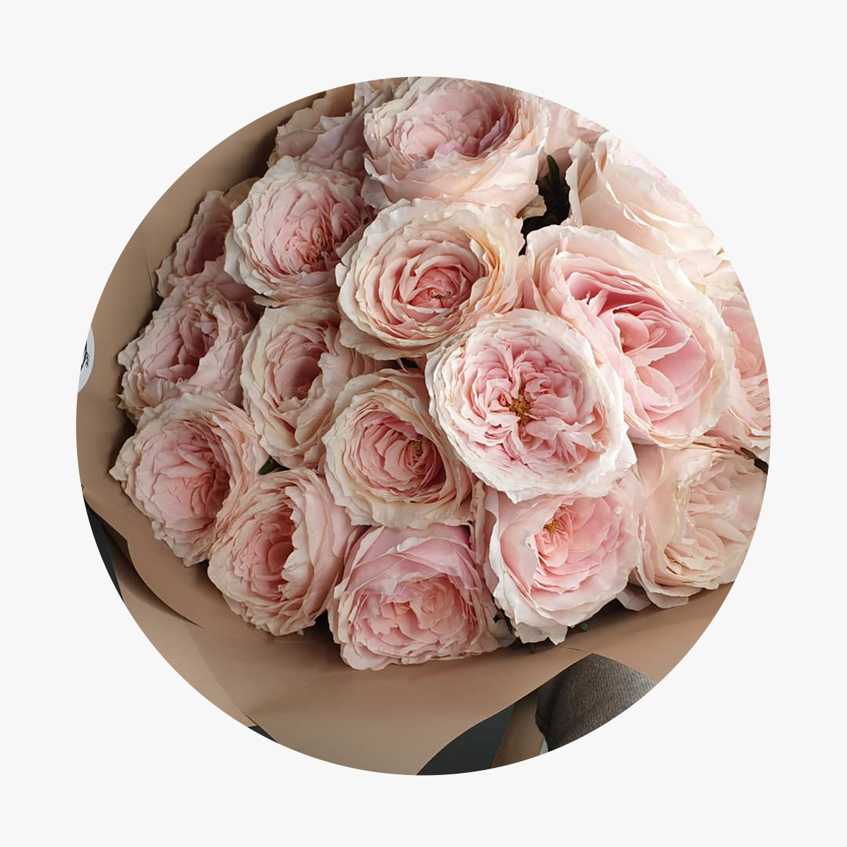 Пионовидные Розы Купить Саженцы Интернет Магазин Недорого