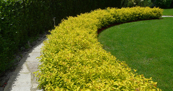 Спирея японская Голден Принцесс (Spirea japonica Golden Princess), спирея  японская купить, саженцы японской спиреи, бордюр из спиреи, саженцы спиреи  с доставкой почтой или ТК
